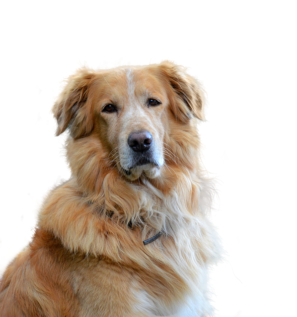 Een zwaargewicht in topconditie: waarom voeding cruciaal is voor grote honden