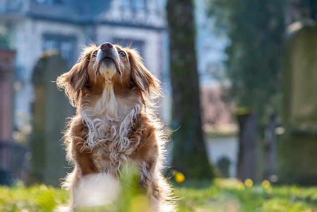 Gewrichtsproblemen bij honden: oorzaken, symptomen en preventie